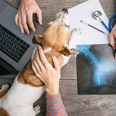 Veterinarians Need to Prioritize Their Security Solutions